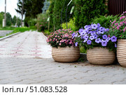 Vibrant flower pots adorn an entranceway with colorful blooms in a residential area showcasing springtime beauty. Стоковое фото, фотограф Вербицкая Светлана / Фотобанк Лори
