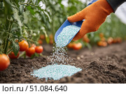 Farmer pours grain fertilizers on the soil. Person applying mineral fertilizer blue granules to green tomato plant. Eco vegetable garden. Agriculture industry, development, economy investment growth. Стоковое AI-изображение, AI-художник Марина Демидюк / Фотобанк Лори