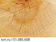 Макросъёмка спила большого дерева как фон. Macro view of a closeup of a large stump. Стоковое фото, фотограф Татьяна Д / Фотобанк Лори