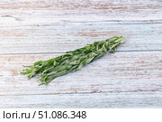 Fresh green estragon aroma stem. Стоковое фото, фотограф Андрей Старостин / Фотобанк Лори