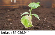 Dying cucumber seedling. Yellow wilted sprouts branch. Rotten. Crop failure. Disease of agricultural plants. Spotted yellowed diseased leaf. Leaves Infection. Sunburn. Vegetables Cultivation problems. Стоковое видео, видеограф Марина Демидюк / Фотобанк Лори