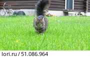 Graceful Gray Tabby Cat walking on green grass meadow. Funny little cat outdoors. Beautiful grey feline is in a lawn outside. Kitten walks looking to camera. Backyard, summer day. Animal in the nature. Стоковое видео, видеограф Марина Демидюк / Фотобанк Лори