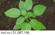 Young green pepper plant growing sprout in a black fertility soil. Top view, overhead. Vegetable seedling in the fertile dirt. Gardening mock up. Farm mockup with free space for text. Planting ground. Стоковое видео, видеограф Марина Демидюк / Фотобанк Лори