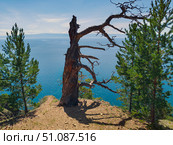 Вековая сосна Байкала. Стоковое фото, фотограф Alexey Gavrenkoff / Фотобанк Лори