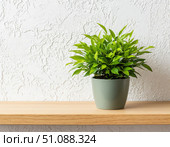 Green plant in a pot on a wooden shelf against a white textured wall. minimalism in the interior. Стоковое AI-изображение, AI-художник Ирина Самойлова / Фотобанк Лори