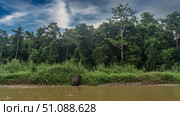The pygmy elephant comes out of the river. View from the back. There are thickets of tall green grass on the shore. Rain forest trees against a blue sky, clouds. Malaysia. Borneo. Kinabatangan River. Стоковое фото, фотограф Вера Ивановна Кубарева / Фотобанк Лори