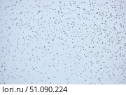 A very large number of birds in the sky. A large flock of birds. Стоковое фото, фотограф Наталия Кирсанова / Фотобанк Лори