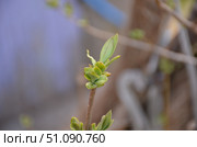 Green buds of a lilac bush. Стоковое фото, фотограф Andrew_Swarga / Фотобанк Лори