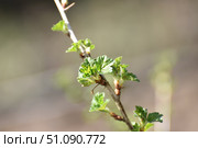 Young gooseberries. Стоковое фото, фотограф Andrew_Swarga / Фотобанк Лори