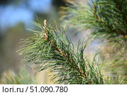 Branches of cedar with needles. Стоковое фото, фотограф Andrew_Swarga / Фотобанк Лори