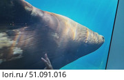 Graceful sea lion swimming underwater with elegant movement and blue ocean background. Стоковое видео, видеограф Zakharova Natasha / Фотобанк Лори