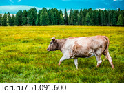 Корова идёт по зелёной лужайке в Курайской степи. Кош-Агачский район горного Алтая. Стоковое фото, фотограф Евгений Мухортов / Фотобанк Лори