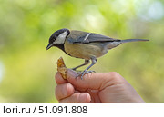 Птица синица сидит на руке и ест грецкий орех. A titmouse bird sits on a hand and eats a walnut. Стоковое фото, фотограф Татьяна Д / Фотобанк Лори