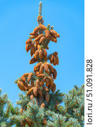 Красивые молодые жёлтые ёлочные шишки. Beautiful cones on a spruce branch. Стоковое фото, фотограф Татьяна Д / Фотобанк Лори