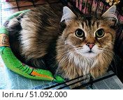 Сибирский кот лежит в лежанке. Стоковое фото, фотограф ketpro.design / Фотобанк Лори