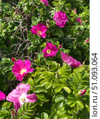 Pink wild roses in lush green foliage bask under sunlight, perfect nature background scene. Стоковое фото, фотограф Анастасия Золотницкая / Фотобанк Лори