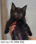 A small fluffy black kitten with big green eyes, which is carefully held in the palms of the hands. The kitten looks touching: its fur on the tummy is sparse in places, which gives the photo a special sincerity and evokes sympathy. The animal looks straight at the camera with an expression of slight surprise and trust. The background is neutral, soft and light, does not distract attention. The photo is ideal for the topics: animal care, veterinary medicine, rescued pets, shelters, kind hands and pets. Стоковое фото, фотограф Анна Кривицкая / Фотобанк Лори