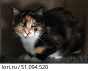 A close-up of a calico cat (tortoiseshell). Its expressive green eyes and pink nose are the center of the composition. The animal looks directly at the camera, creating a sense of contact and presence. The details of the fur with black, red and white areas are clearly visible. The dark, neutral background emphasizes the cat and does not distract attention. The photo is great for the following themes: pets, cats, animal portraits, pet care, street and rescue animals. Стоковое фото, фотограф Анна Кривицкая / Фотобанк Лори