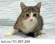 A young tabby kitten with a white chest and paws. The animal sits on a light background with a striped pattern of fabric and looks attentively straight into the camera. The kitten has expressive eyes, a pink nose and neat ears, giving it a cute and trusting look. The photo is taken close-up, which emphasizes the details of the fur and muzzle. The atmosphere of the photo conveys tenderness and warmth, making it suitable for illustrations about pets, animal care and the theme of coziness. Стоковое фото, фотограф Анна Кривицкая / Фотобанк Лори
