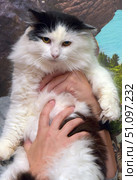 Fluffy black and white cat with yellow eyes. The animal is in the arms of a person who gently supports its paws and chest. The cat has thick white fur with black spots on its head and back. Its facial expression is calm and a little thoughtful, which gives the photo a touching and expressive look. The background of the photo is blurred, with elements of landscape and texture, which focuses attention on the pet itself. The atmosphere of the image emphasizes the care and closeness between a person and a pet. Стоковое фото, фотограф Анна Кривицкая / Фотобанк Лори