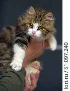 Fluffy kitten with expressive amber eyes. It has thick fur with a striped pattern in brown and beige tones and a white muzzle, paws and chest. The kitten sits on a person's hands, while looking curious and a little wary. The ears are decorated with long tassels of fur, which gives it an even more touching look. The background is neutral, dark, which emphasizes the brightness and beauty of the kitten. The picture conveys an atmosphere of care and tenderness, demonstrating the trust between a person and an animal. Стоковое фото, фотограф Анна Кривицкая / Фотобанк Лори