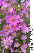 Beautiful delicate pink cosmos flowers (lat. Cosmos bipinnatus) on August sunny day. Vertical video of gentle breeze swaying flowers on flowerbed in city park. Summer floral background. Close-up view. Стоковое видео, видеограф Виктория Катьянова / Фотобанк Лори
