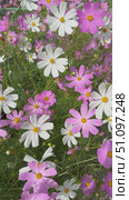 Vertical video of gentle breeze swaying delicate pink cosmos flowers (lat. Cosmos bipinnatus) on August sunny day. Summer floral background. Close-up view on flowerbed in city park. Стоковое видео, видеограф Виктория Катьянова / Фотобанк Лори