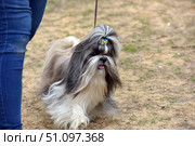 A small decorative dog of the Shih Tzu breed on a walk or at an exhibition. The dog has long, silky, gray-white fur, well-groomed and neatly styled. On the head, the fur is gathered into a ponytail and decorated with a bright yellow-blue bow, which gives the pet a smart look. The dog walks on a leash, sticking out its tongue, creating a cheerful and dynamic image. In the background is sandy ground with sparse grass, and on the left, a person's leg in jeans is partially visible. The photo emphasizes the beauty and grooming of the breed, ideal for the theme of pets, dog shows, grooming and accessories for pets. Стоковое фото, фотограф Анна Кривицкая / Фотобанк Лори