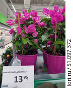 Bright ornamental plants in a store. In the center of the frame is a lushly blooming bougainvillea with bright pink bracts and green foliage. The plant is in a plastic pot of a rich pink color, which harmonizes with the shade of the flowers. The pots with flowers are displayed on a shelf in the sales area, the price tag indicates the cost - 13.95 euros. In the background, other plants and a customer in a supermarket are visible. The atmosphere of the frame conveys a feeling of well-groomed and fresh plants available for purchase in a gardening or grocery store. (2019 год). Редакционное фото, фотограф Анна Кривицкая / Фотобанк Лори
