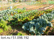 Vegetable garden with beds of beets, cabbage, onions and spinach. Стоковое фото, фотограф Яков Филимонов / Фотобанк Лори