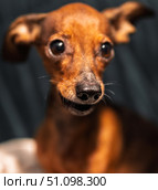 Extreme close up portrait of cute little dog face, funny brown miniature pinscher nose and whiskers, adorable pet with big eyes looking at camera. Стоковое фото, фотограф Павел Муравьев / Фотобанк Лори
