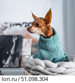 Portrait of a cute small dog in a green sweater looking aside, adorable miniature pinscher sitting in a cozy white basket indoors, pet fashion concept. Стоковое фото, фотограф Павел Муравьев / Фотобанк Лори