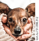 Extreme close up of cute dog face in woman hands, beautiful miniature pinscher with big expressive eyes, concept of trust and care for pets. Стоковое фото, фотограф Павел Муравьев / Фотобанк Лори