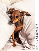 Funny small dog peeking out from under the covers in bed, cute miniature pinscher puppy relaxing on pillows in the morning, cozy pet life. Стоковое фото, фотограф Павел Муравьев / Фотобанк Лори