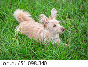 Cute scruffy terrier mix with fluffy ears lying in green grass, adorable light colored dog relaxing outdoors, summer nature and pets theme. Стоковое фото, фотограф Павел Муравьев / Фотобанк Лори