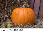 Large Autumn orange fresh Ripe farm pumpkin on hay bales. Fall pumpkins for halloween preparation and thanksgiving. Close-up. Стоковое фото, фотограф Регина Ерофеева / Фотобанк Лори