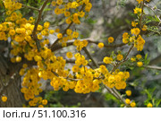 Sweet acacia or Acacia farnesiana (lat.- Vachellia farnesiana) Стоковое фото, фотограф Irina Opachevsky / Фотобанк Лори