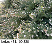 Grevillea crithmifolia (lat.- Grevillea crithmifolia) Стоковое фото, фотограф Irina Opachevsky / Фотобанк Лори