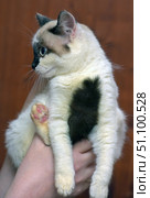 A young cat with an original coloring. Its fur is white with contrasting black and gray spots, of which a large black heart-shaped spot on its side stands out. The cat's muzzle is decorated with a black "mask" around the eyes and nose, which gives it expressiveness. Blue eyes look to the side, creating the impression of thoughtfulness or curiosity. The cat is sitting on a person's hands, pink paw pads are visible. The background is neutral, warm, does not distract attention from the animal. The shot is taken in close-up, emphasizing the details of the coloring and the cute expression of the muzzle. Стоковое фото, фотограф Анна Кривицкая / Фотобанк Лори