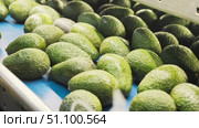 Plastic box with selected ripe Hass avocados near sorting conveyor at agricultural products packaging factory. Стоковое видео, видеограф Яков Филимонов / Фотобанк Лори