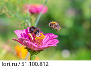 Bumblebees pollinate flowers. One in flight. Стоковое фото, фотограф Denis Shitikoff / Фотобанк Лори