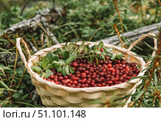 Basket full freshly picked ripe lingonberries stands among windbreak and lingonberry bushes forest. Стоковое фото, фотограф ЛУНИНА ВЕРОНИКА / Фотобанк Лори