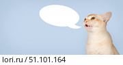 Burmese cat with speech bubble on blue background. Стоковое фото, фотограф Светлана Султанаева / Фотобанк Лори