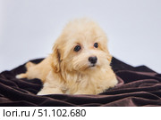 Maltese lapdog and poodle puppy. A new breed of miniature dogs. Стоковое фото, фотограф Наталия Кирсанова / Фотобанк Лори