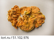Куриный гриб, гриб трутовик серно-жёлтый Laetiporus sulphureus — трутовик, растущий на деревьях. Его также называют трутовиком сернистым. Изолированный на белом фоне с тенями.Chicken of the woods (Laetiporus sulphureus), close-up. Isolated on white background with shadows. Стоковое фото, фотограф Iva Noel / Фотобанк Лори