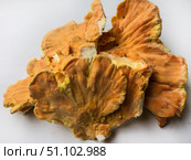 Куриный гриб, гриб трутовик серно-жёлтый Laetiporus sulphureus — трутовик, растущий на деревьях. Его также называют трутовиком сернистым. Изолированный на белом фоне с тенями.Chicken of the woods (Laetiporus sulphureus), close-up. Isolated on white background with shadows. Стоковое фото, фотограф Iva Noel / Фотобанк Лори