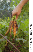 The farmer holds several freshly harvested carrot roots by the tops and gently shakes them to remove the damp soil, cleaning them. Стоковое видео, видеограф Strunov David / Фотобанк Лори