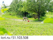 Козел и красное ведро.A goat and a red bucket. Стоковое фото, фотограф Роман Лукьянов / Фотобанк Лори