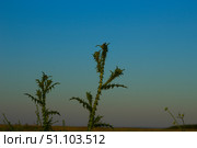 Татарник колючий — вид растений рода Татарник семейства Астровые.Tatarnik prickly is a plant species of the genus Tatarnik of the Asteraceae family. Стоковое фото, фотограф Роман Лукьянов / Фотобанк Лори