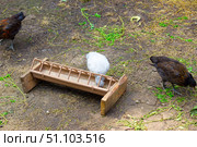 Цыплята возле кормушки.Chickens near the feeder. Стоковое фото, фотограф Роман Лукьянов / Фотобанк Лори